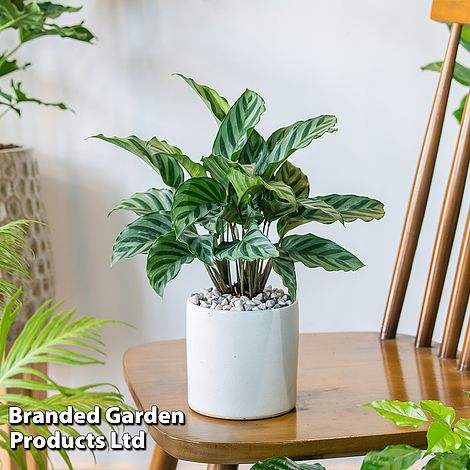 Calatheas concinna 'Freddie' (House Plant)