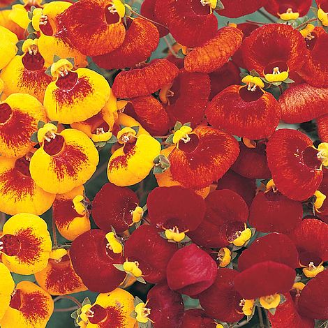 Calceolaria 'Sunset Mixed'