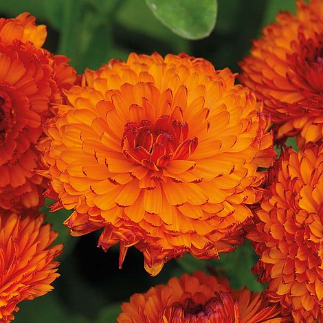 Calendula officinalis 'Neon'