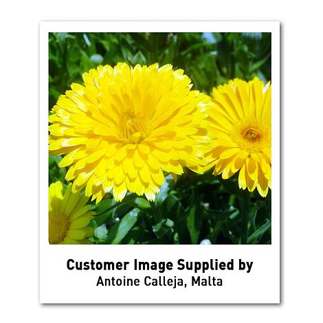 Fruit Twist Calendula Seeds - Annual Flower Seeds