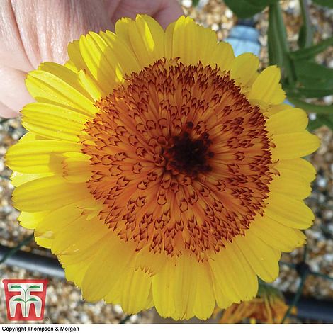 Calendula officinalis 'Crown Yellow'