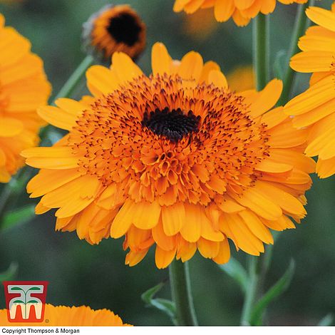 Calendula 'Crown Orange'