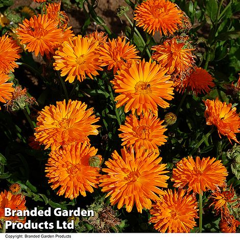 Calendula 'Porcupine Orange'