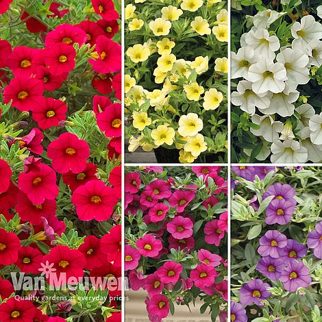 Calibrachoa 'Million Bells Mix'