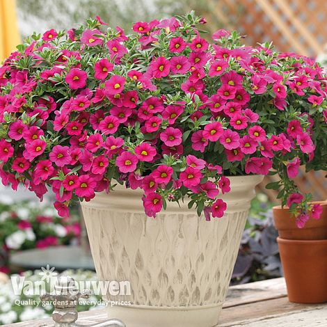 Calibrachoa 'Million Bells Fuchsia'