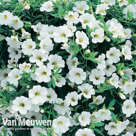 Calibrachoa 'Million Bells Ice'