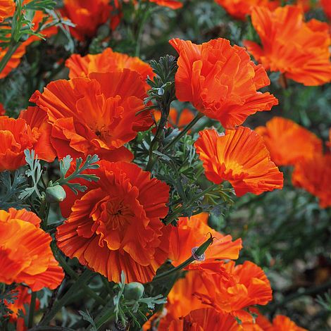 Californian Poppy 'Copper Swirl'