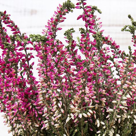 Pink Heather Flower Border (calluna Vulgaris, Erica, Ling) On