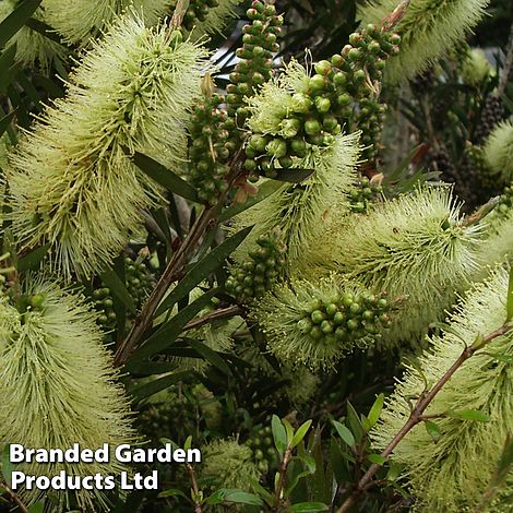 Callistemon 'Honey Pot'