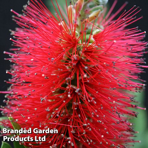 Callistemon 'Inferno'