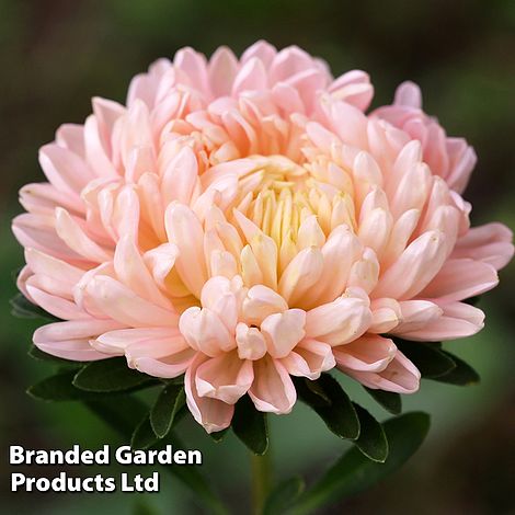 Callistephus 'Classic Salmon Rose' - Kew Flowerhouse Seed Collection