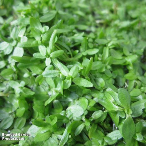 Callitriche stagnalis (Oxygenating Aquatic)