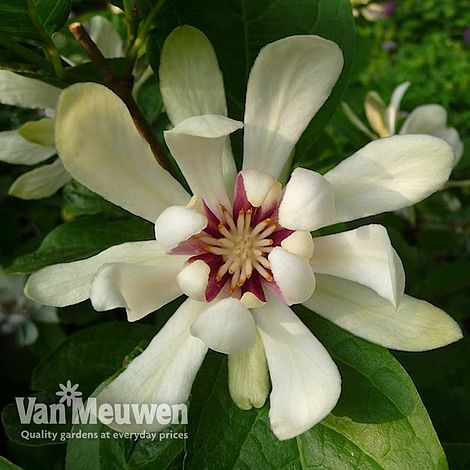 Calycanthus 'Venus'