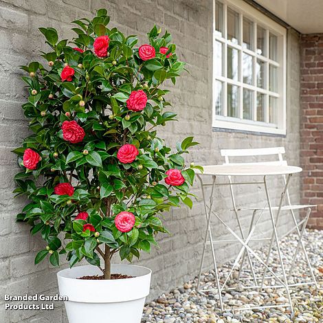 Camellia japonica 'Black Lace'