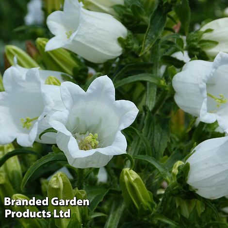 Campanula medium White