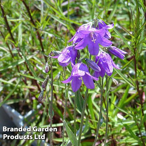 Campanula collina