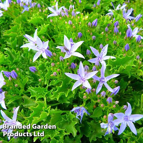 Campanula garganica