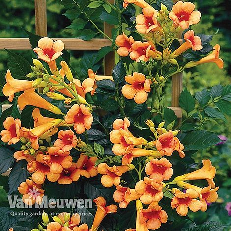 Campsis x tagliabuana 'Indian Summer'