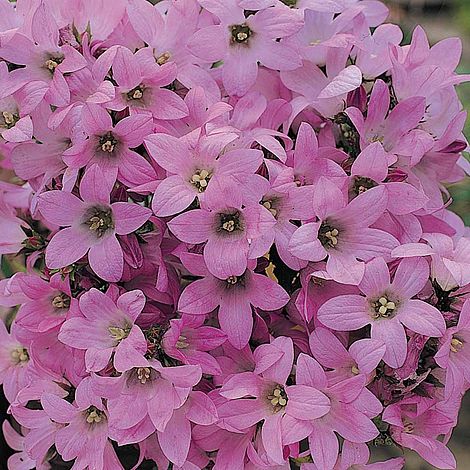 Campanula lactiflora 'Dwarf Pink'