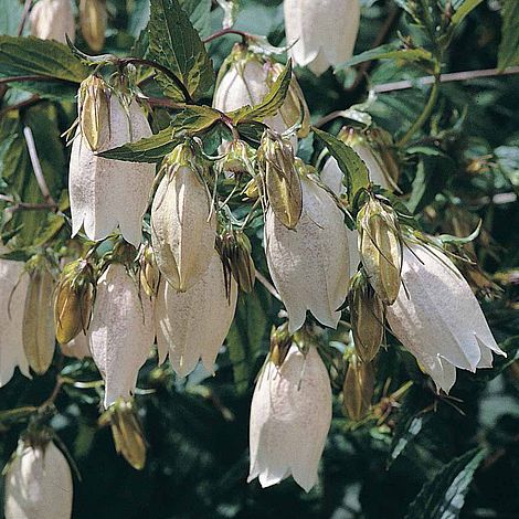 Campanula takesimana