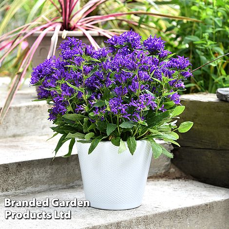 Campanula glomerata 'Blue Crown'