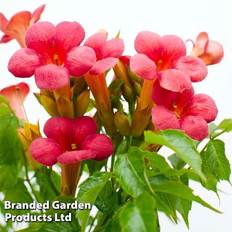 Campsis 'Pink Panther'