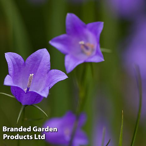 Campanula rotundifolia