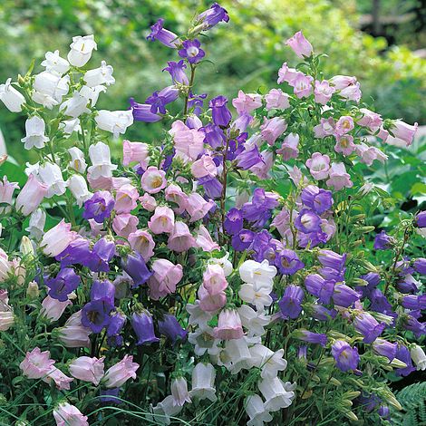 Campanula medium (Mixed)