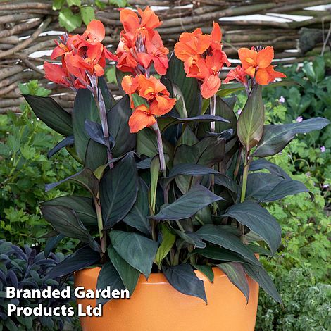 Canna x generalis 'Cannova Bronze'