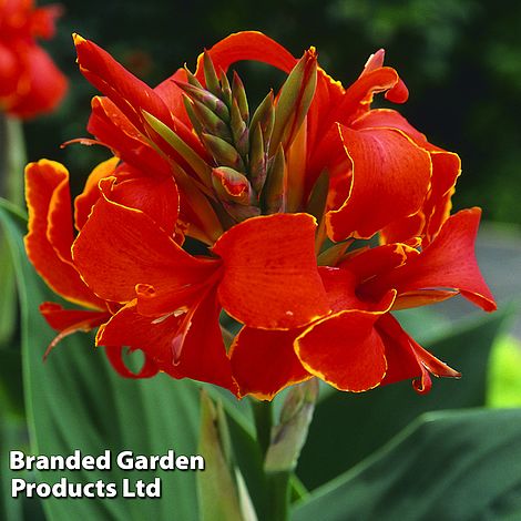 Canna 'Cannova Red Golden Flame'