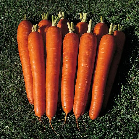 Carrot 'Bangor' F1 Hybrid