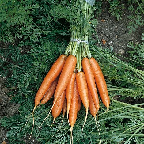 Carrot 'Nantes 2'