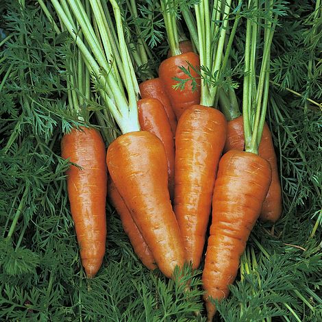 Carrot 'Chantenay Red Cored 3 - Supreme'