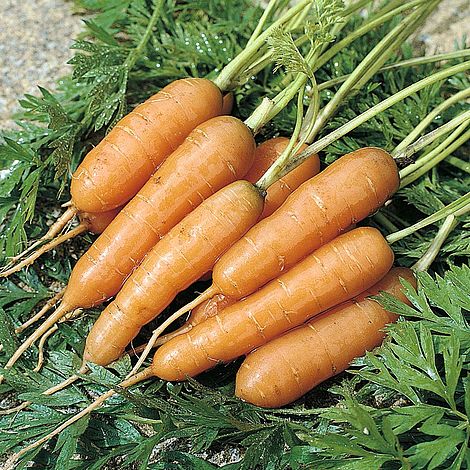 Carrot 'Adelaide' F1 Hybrid