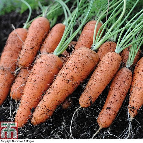 Carrot 'Flyaway' F1 Hybrid