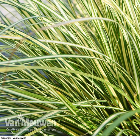 Carex oshimensis 'Evergold'