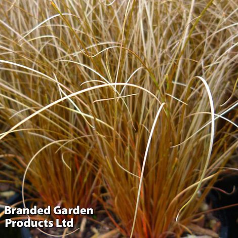 Carex Comans Bronze