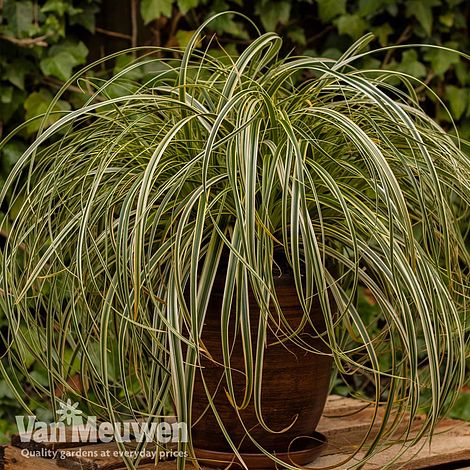 Carex 'Feather Falls'