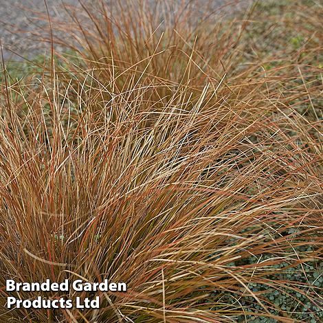 Carex buchanii