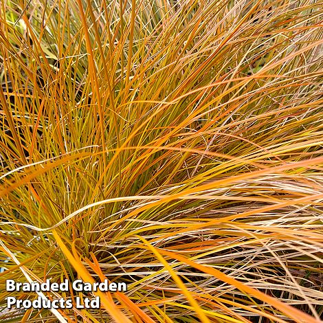 Carex testacea