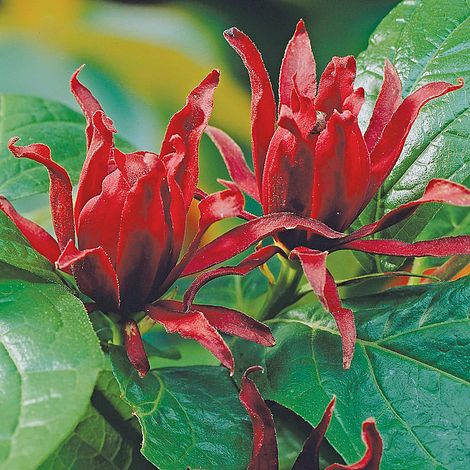 Carolina Allspice