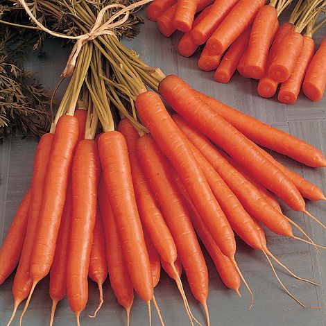 Carrot 'Amsterdam Forcing'