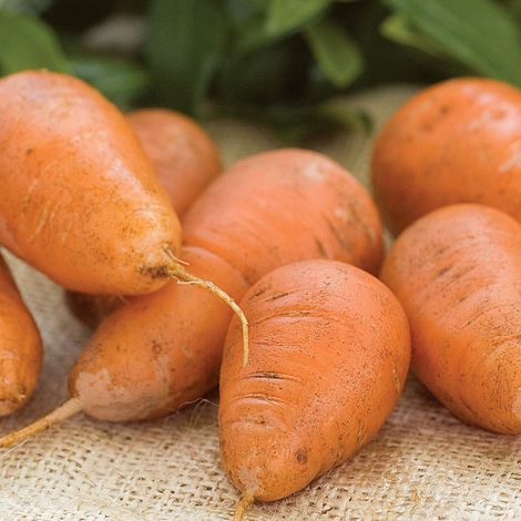 Carrot 'Caracas' - Kew Collection Seeds