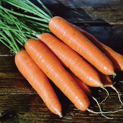 Carrot 'Eskimo' F1 Hybrid