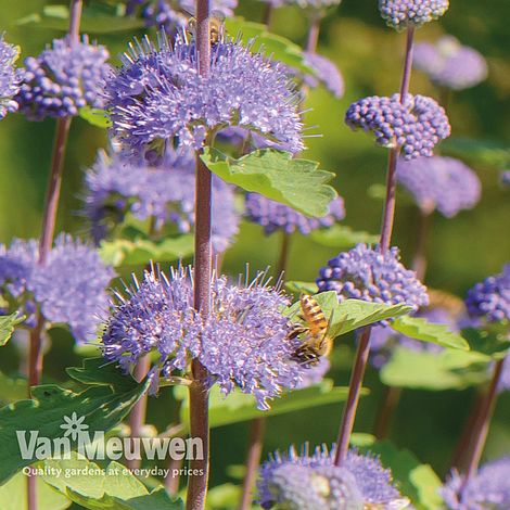 Caryopteris x clandonensis 'Kew Blue'