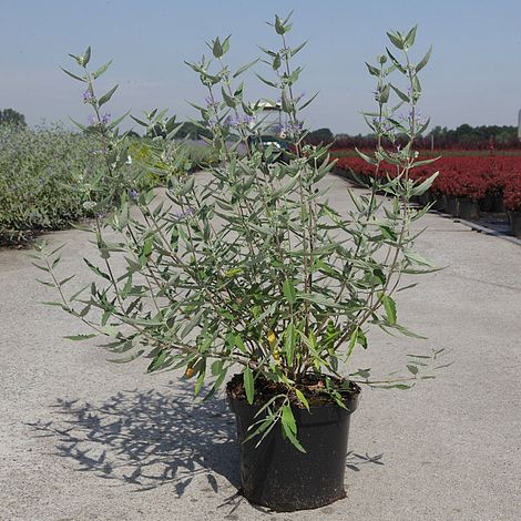 Caryopteris x clandonensis 'Ferndown'