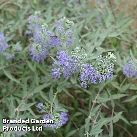 Caryopteris clandonensis 'Sterling Silver'