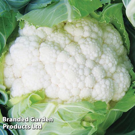 Cauliflower Trio Mixed