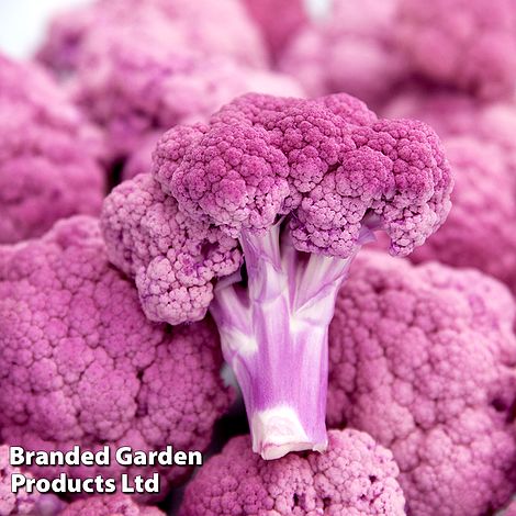 Cauliflower 'DePurple' F1