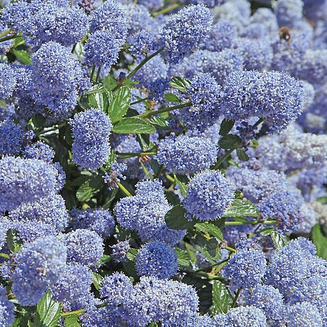 Ceanothus thyrsiflorus repens